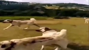 Два кангала напали на огромного чёрного волка. Волк против Кангала. Кангал в деле.