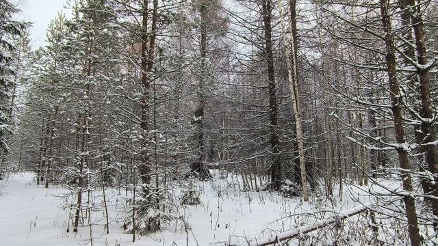 Заснеженный лес. ч.5. Декабрь 2023