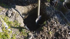 Посадка винограда. Самый легкий способ