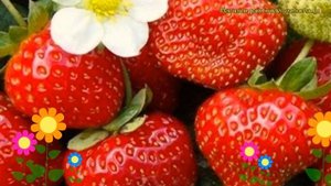 Земляника садовая Русич. Краткий обзор, описание характеристик fragaria ananassa Rusich