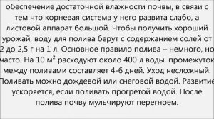 Как поливать укроп.Как часто поливать укроп