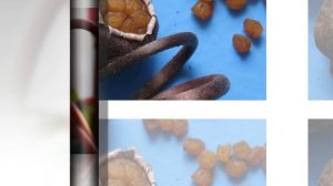 ЦИКЛАМЕН, РАЗМНОЖЕНИЕ делением клубня, цикламен из семян