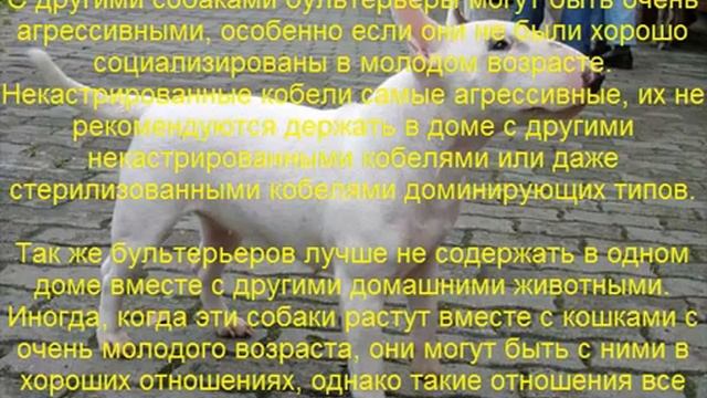 бультерьер описание породы содержание и уход