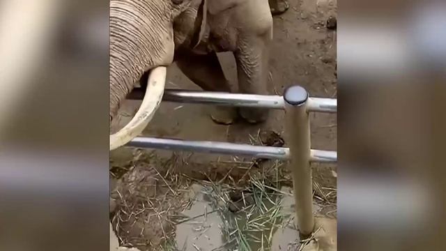 В зоопарке на востоке Китая слон вернул ребенку упавшую в вольер обувь.