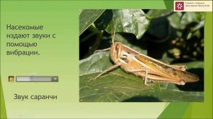 Видеолекция.  1 класс  Насекомые.