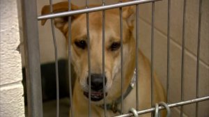 Indianapolis Animal Care Services issues call for help