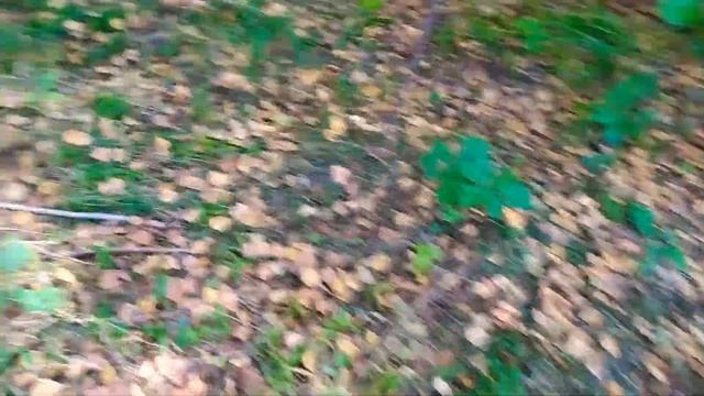 Сентябрь 2021//Лес,грибы//тихая охота. смотреть онлайн