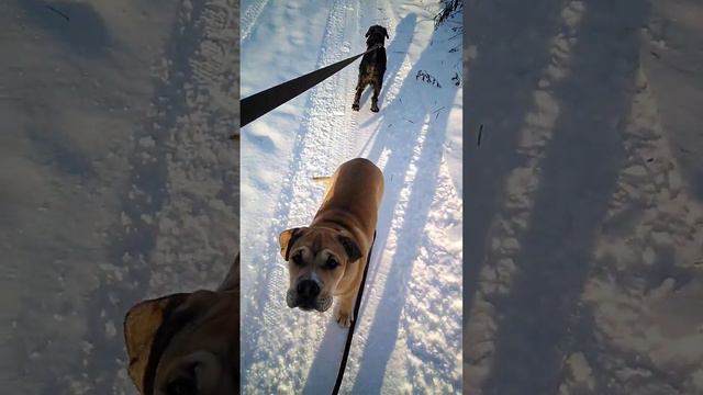 ALVARES & Ozzy - прогулка! смотреть онлайн