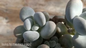 My 10 Hard To Grow Succulents #Succulents #Caretips