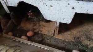 чистка помёта в курятнике