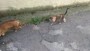 кошка гоняет собаку