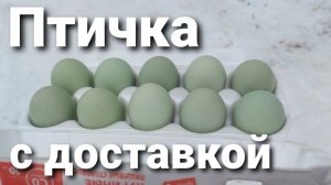 ПЕРЕСЫЛКА ЯЙЦА ПОЧТОЙ/ДОСТАВКА ЦЫПЛЯТ