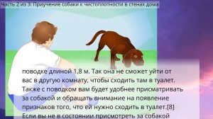 Как приучить взрослую собаку к соблюдению чистоплотности дома