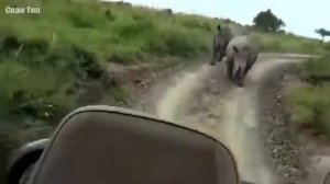животные против автомобилей. Носорог. Слон. Бегемот и другие