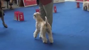 Irish Soft Coated Wheaten Terrier  World Dog Show 16 05 2013  Bitch open