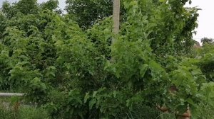 Бесплатная омолаживающая ягода на улицах Кубани. Шелковица в Краснодарском крае.