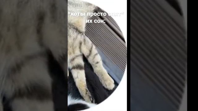 ученые угадали, что снится котам шок ?