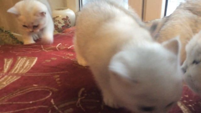 Короткошерстные серебристые котята шиншиллы