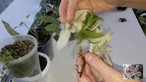 КОМНАТНЫЕ ЦВЕТЫ.ЦВЕТОЧНЫЕ ДЕЛА.КАМНЕЛОМКА И ТРАДЕСКАНЦИИ.