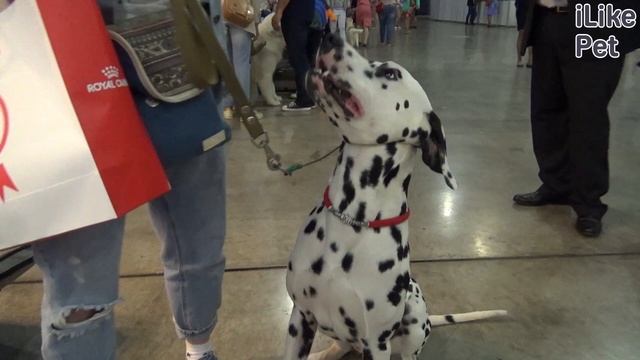 Далматин на ilikepet. Особенности породы, уход