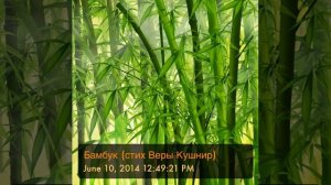 Бамбук (стих Веры Кушнир)