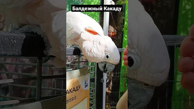 Какаду балдеет /Зоопарк "Сказка" Ялта