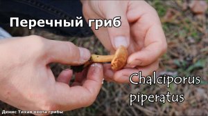 Перечный гриб | Chalciporus piperatus