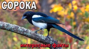 Сорока, интересные факты.