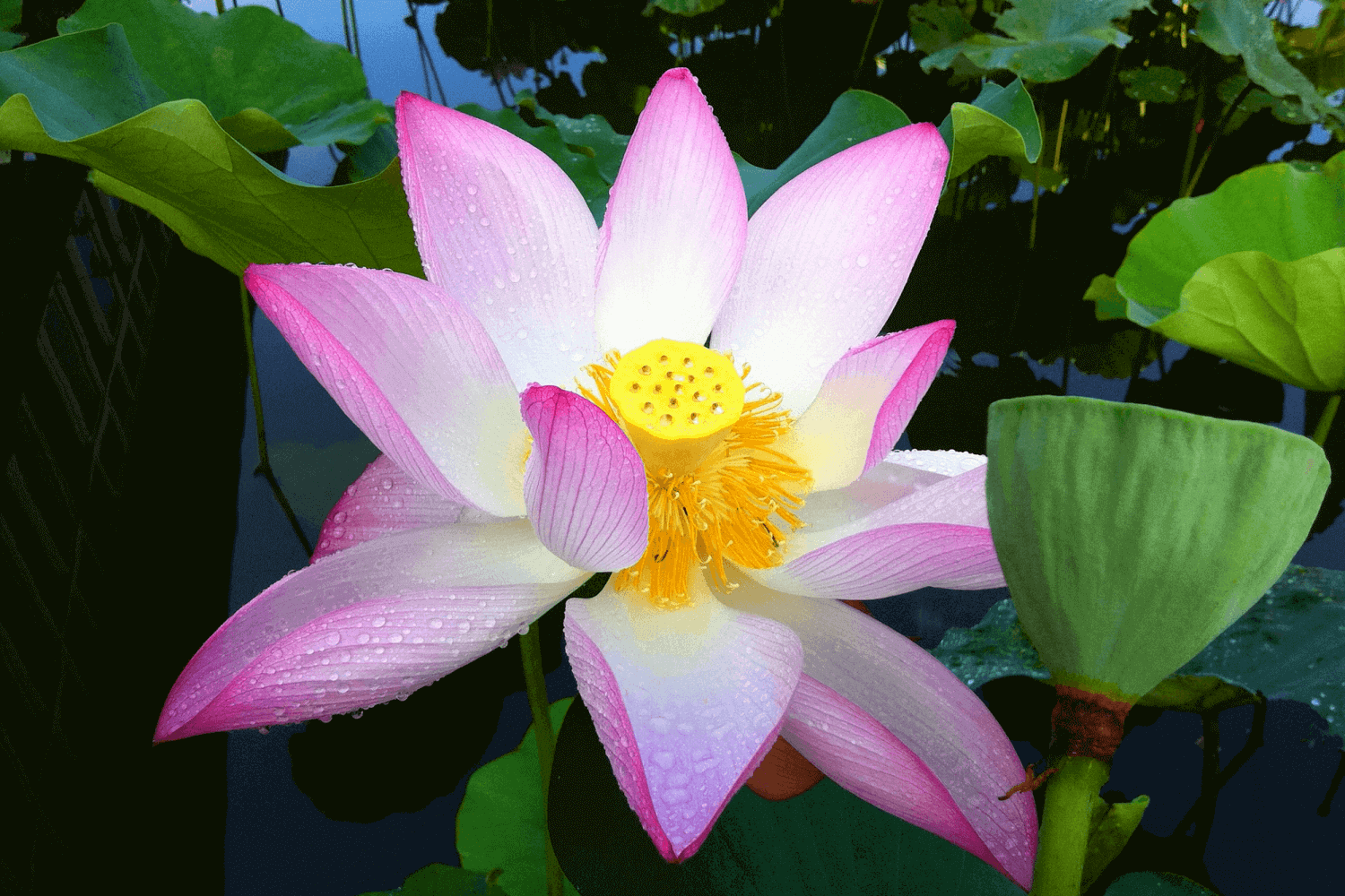 Лотос. Выращивание из семян. Ч. 4 (How to sow lotus. Part 4)