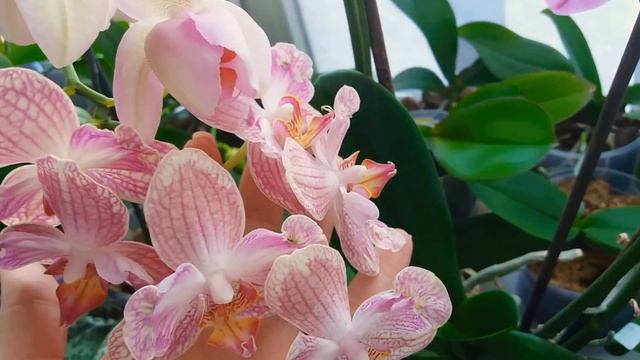 Цитокининовая паста: как и для чего использую на орхидеях и не только и смотреть онлайн