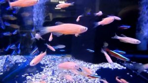 аквариумная рыбка, Данио глофиш, Вrachidanio rerio