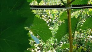 виноград августин(феномен,плевен устойчивый