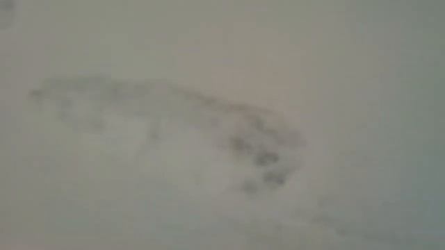 Росомаха следы смотреть онлайн