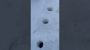 Самый лучший Ледобур аккумуляторный , аналогов нету