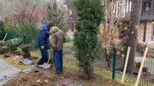 Посадка хвойных. Правило посадки!
