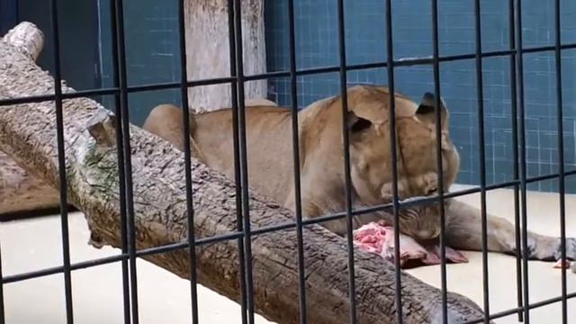 Царские повадки смотреть онлайн