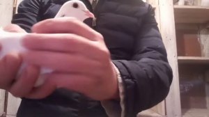Нахожу отличия между Ижевским гривуном и моими местными гривунами