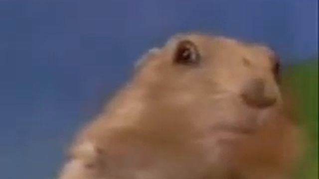 злобный взгляд суслика смотреть онлайн