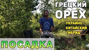 Грецкий орех УК1 (украино-китайский гибрид) посадка.