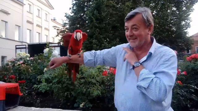 🍎❤💛🍎Попугай Ара. Ресторан жизнь Пи смотреть онлайн