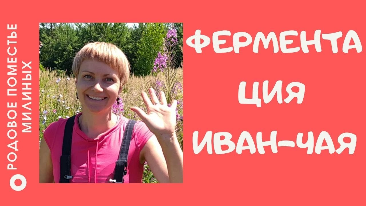 Ферментация иван-чая в банке.