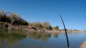 Охота на чуйского жереха в сентябре