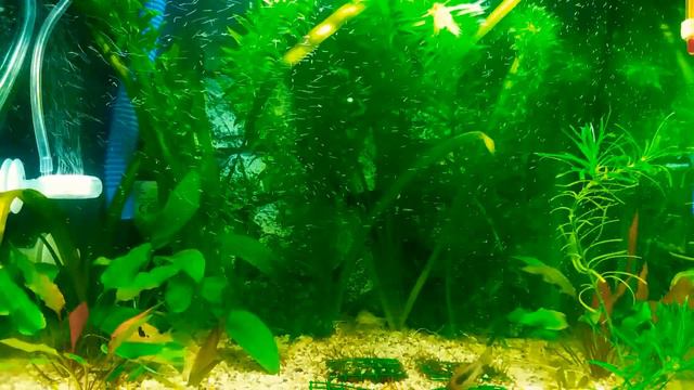 Bitkili Akvaryum смотреть онлайн