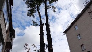 Привязали дерево к соседнему стволу и спилили