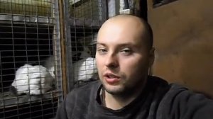 Причины поедания шерсти у кроликов. Видео №2