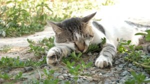 Успокаивающее мурлыканье (мурчание, урчание) кошки (кота)