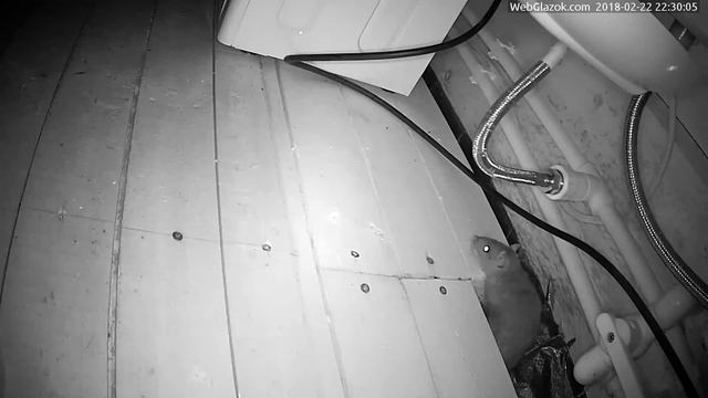 Собака ловит крысу, камера видеонаблюдения смотреть онлайн