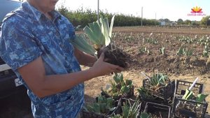 Пересадка ирисов. Октябрь 2018