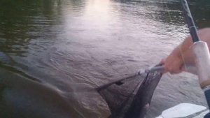 Рыбалка Дон х. Вертячий июнь 2016