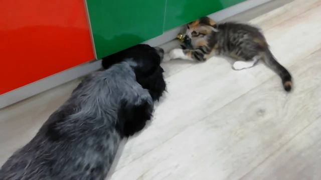 Джексон агрессор | © 2020 смотреть онлайн